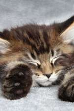 Sleeping Maine Coon Kitten