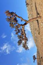 Boswellia Tree (Frankincense) on Socotra Island Yemen Journal