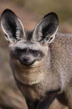 Bat-Eared Fox Journal