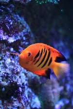 Flame Angelfish Journal