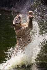 A White Tiger Leaping Out of the Water Journal