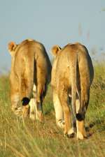 Two Female African Lions Walking Down a Path in a Game Park South Africa Journal