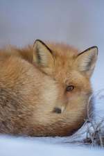 A Cute Fox Curled Up to Stay Warm