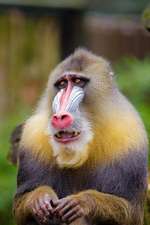 A Cute Mandrill Sitting Down