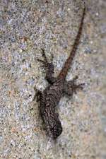 Eastern Fence Lizard