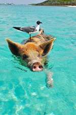 When a Pig Swims