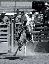 Saddle Broncs