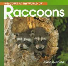 Welcome to the World of Raccoons