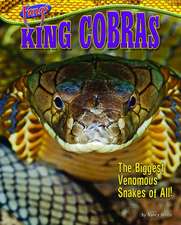 King Cobras: The Biggest Venomous Snakes of All!