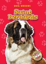 Saint Bernards