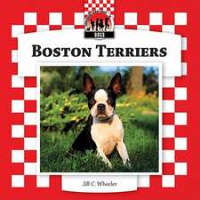 Boston Terriers