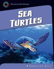 Sea Turtles