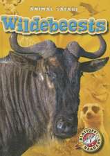 Wildebeests