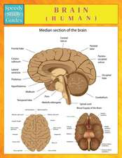 Brain (Human) (Speedy Study Guides)