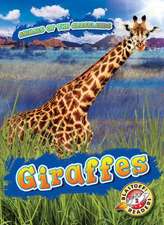 Giraffes