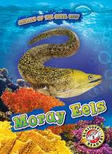 Moray Eels