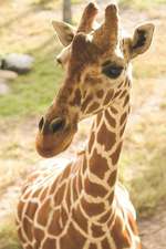 Journal: Giraffe