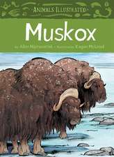 Muskox