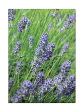 Lavender Blue Classic Notecards