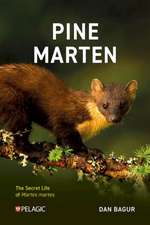 Pine Marten