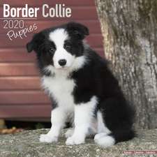 Border Collie Puppies Calendar 2020