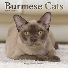 Burmese Cats - Burmesen - Burma Katzen 2020 - 18-Monatskalender