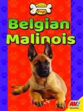 Belgian Malinois