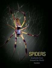 Spiders