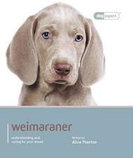 Weimaraner