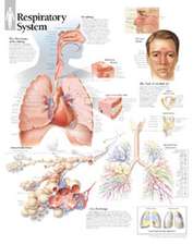 Respiratory System Chart: Laminated Wall Chart