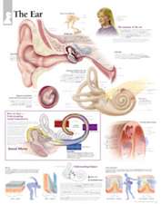 Ear Laminated Poster