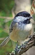 Chickadee Lined Journal