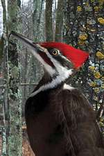 Pileated Woodpecker Blank Lined Journal