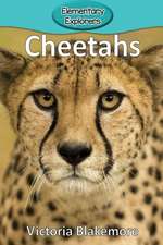 Cheetahs