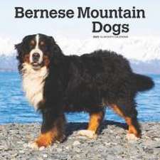 Bernese Mountain Dogs 2025 12 X 24 Inch Monthly Square Wall Calendar Plastic-Free