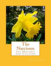 The Narcissus