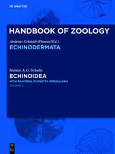Echinoidea: with pentameral symmetry