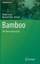 Bamboo