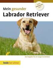 Mein gesunder Labrador Retriever