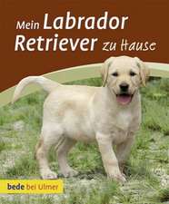 Mein Labrador Retriever zu Hause