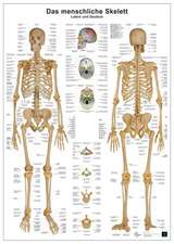 Anatomie-Lerntafel/Skelett