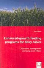 Enhanced-growth feeding programs for dairy calves