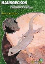 Hausgeckos - Hemidactylus Frenatus & Hemidactylus Flaviridis