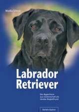 Labrador Retriever