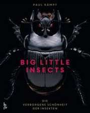 Big Little Insects