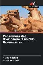 Panoramica del dromedario 