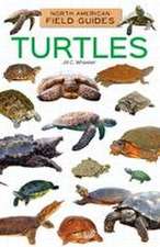 Turtles