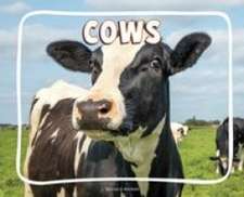 Cows