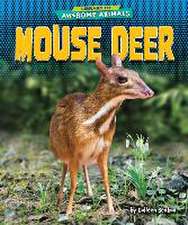 Mouse Deer