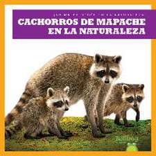 Cachorros de Mapache En La Naturaleza (Raccoon Cubs in the Wild)